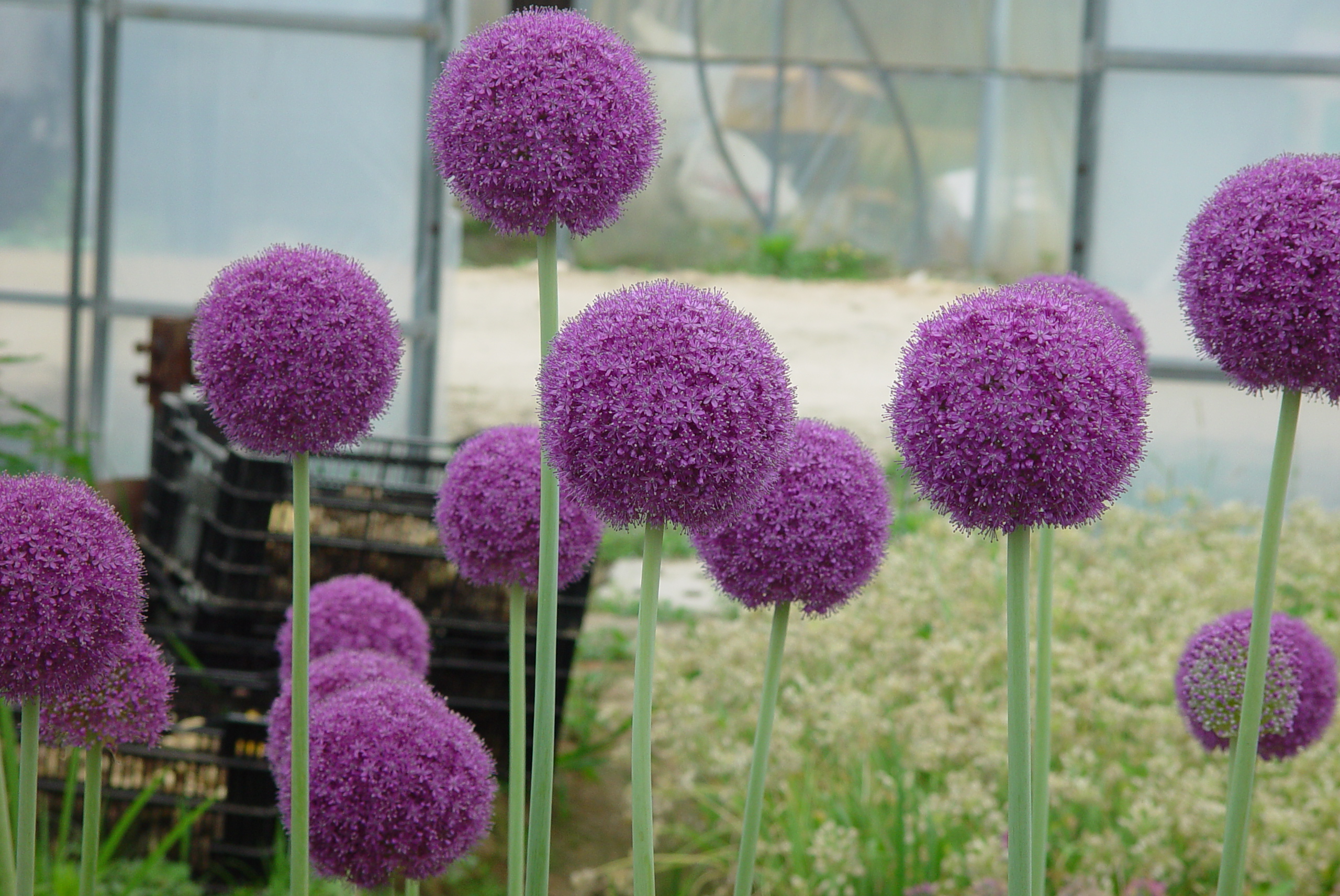 Allium giganteum